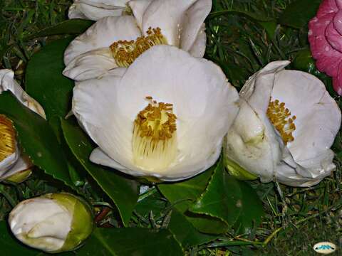 Image of camellia