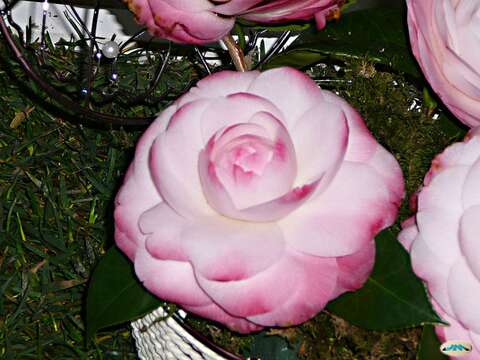 Image of camellia