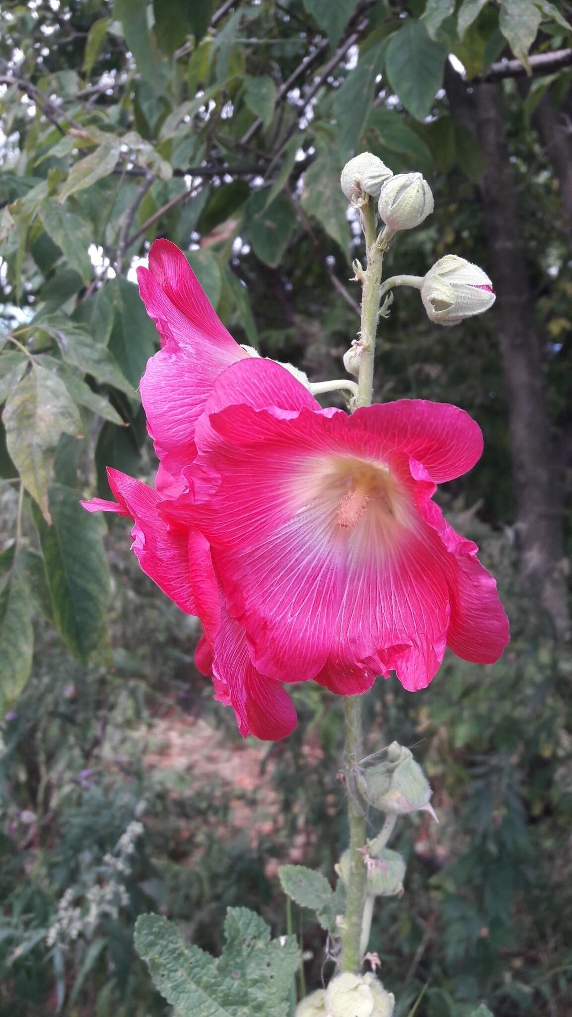 Image of hollyhock