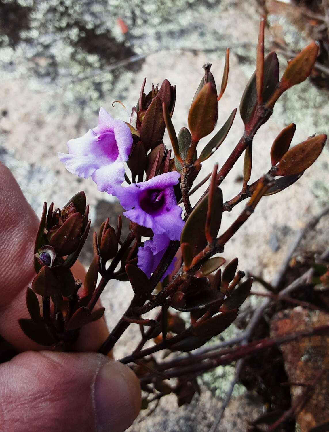 Prostanthera hindii B. J. Conn resmi