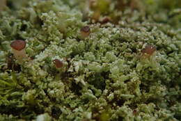 Image of cup lichen