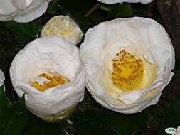 Image of camellia