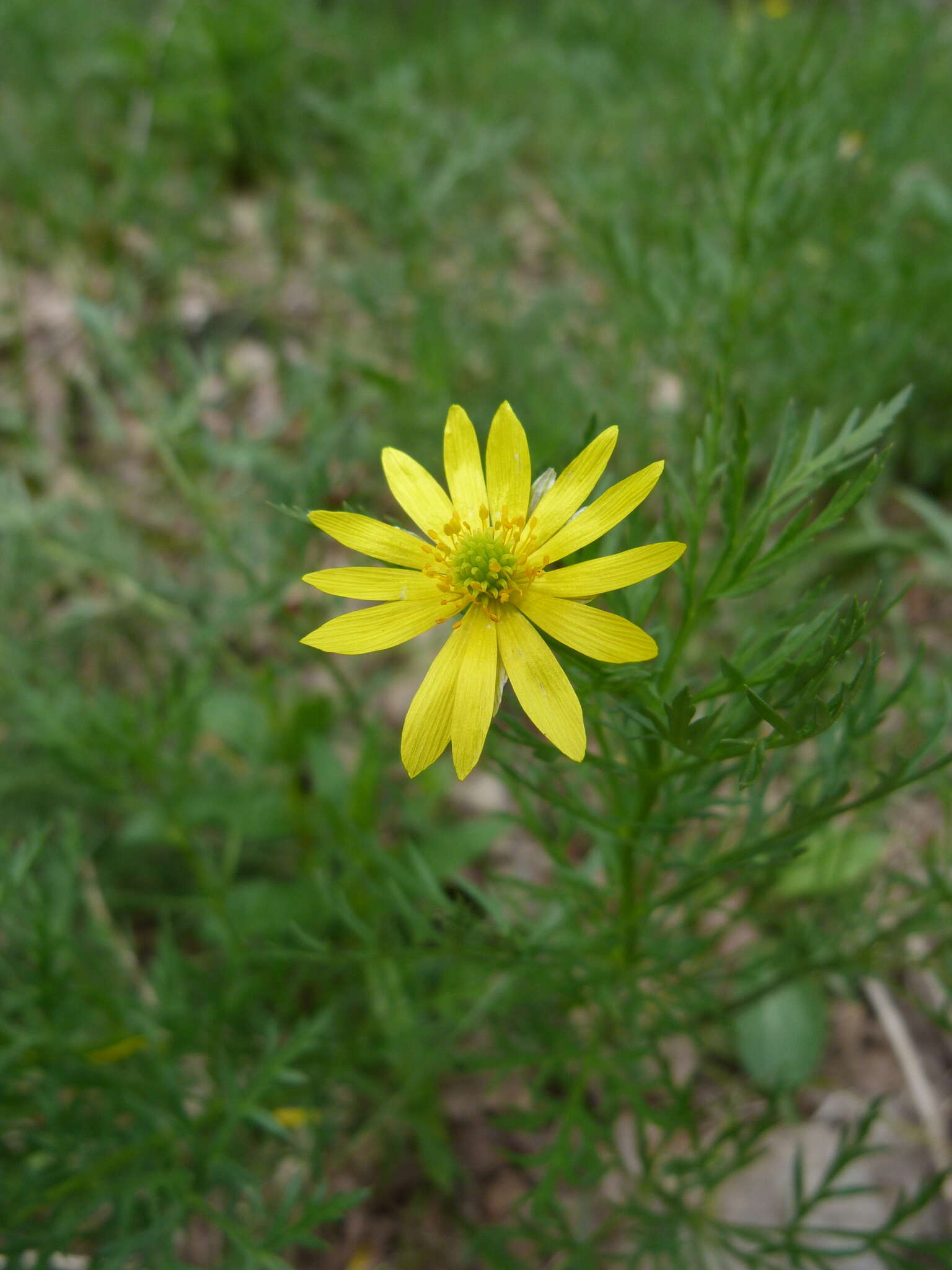 Image of Adonis volgensis DC.