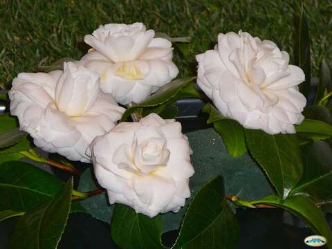 Image of camellia