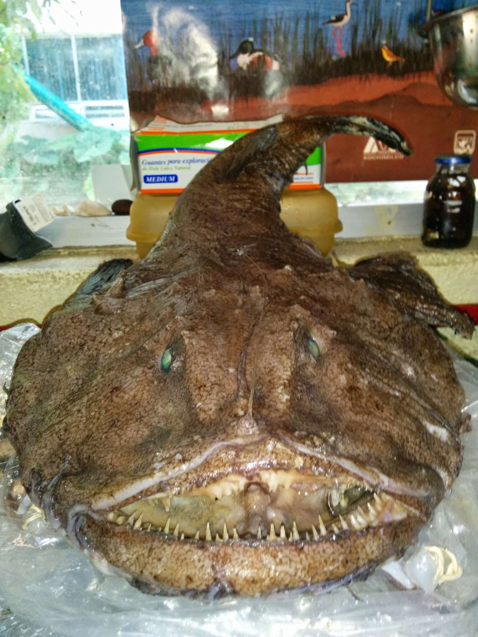 Image of Anglerfish