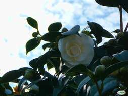 Image of camellia