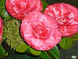 Image of camellia