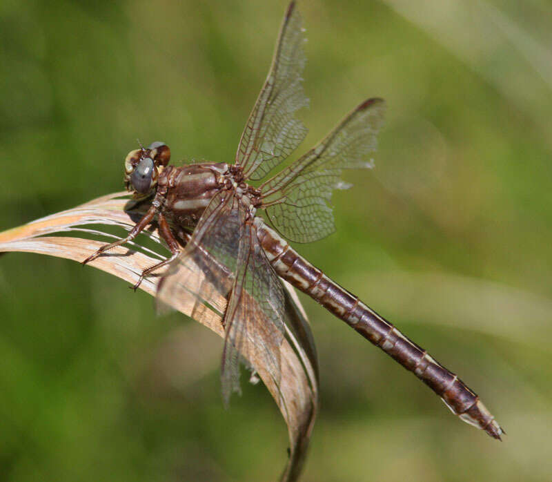 Image of Phanogomphus lividus (Selys 1854)