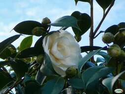 Image of camellia