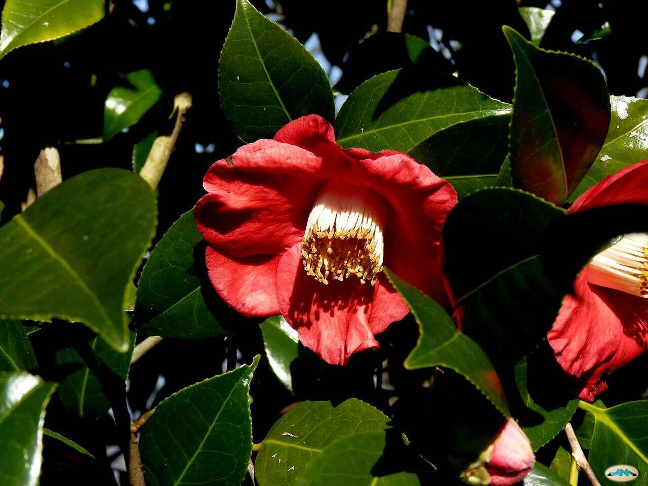 Image of camellia