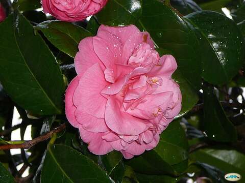 Image of camellia