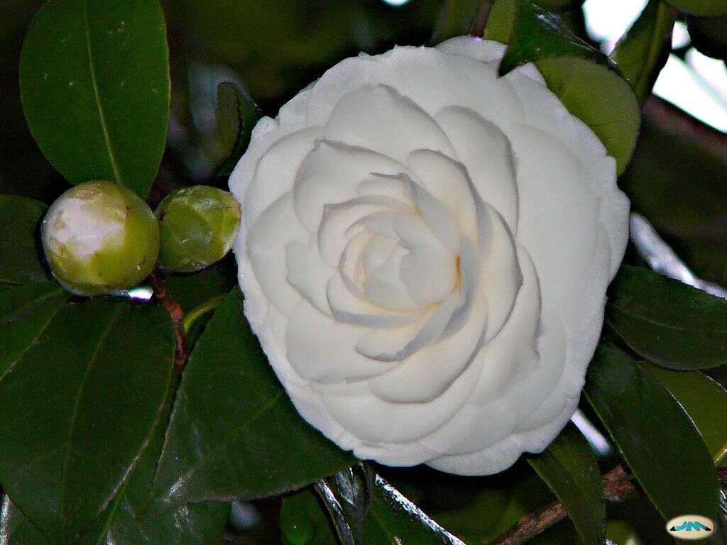 Image of camellia