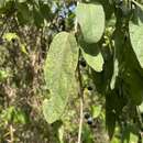 Image de Passiflora multiflora L.