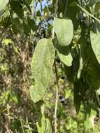 Image de Passiflora multiflora L.