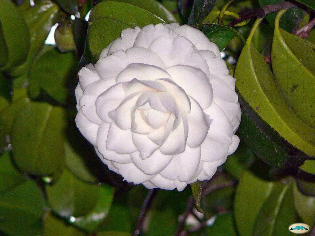 Image of camellia