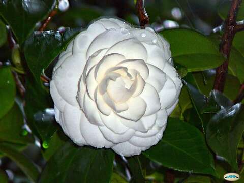 Image of camellia