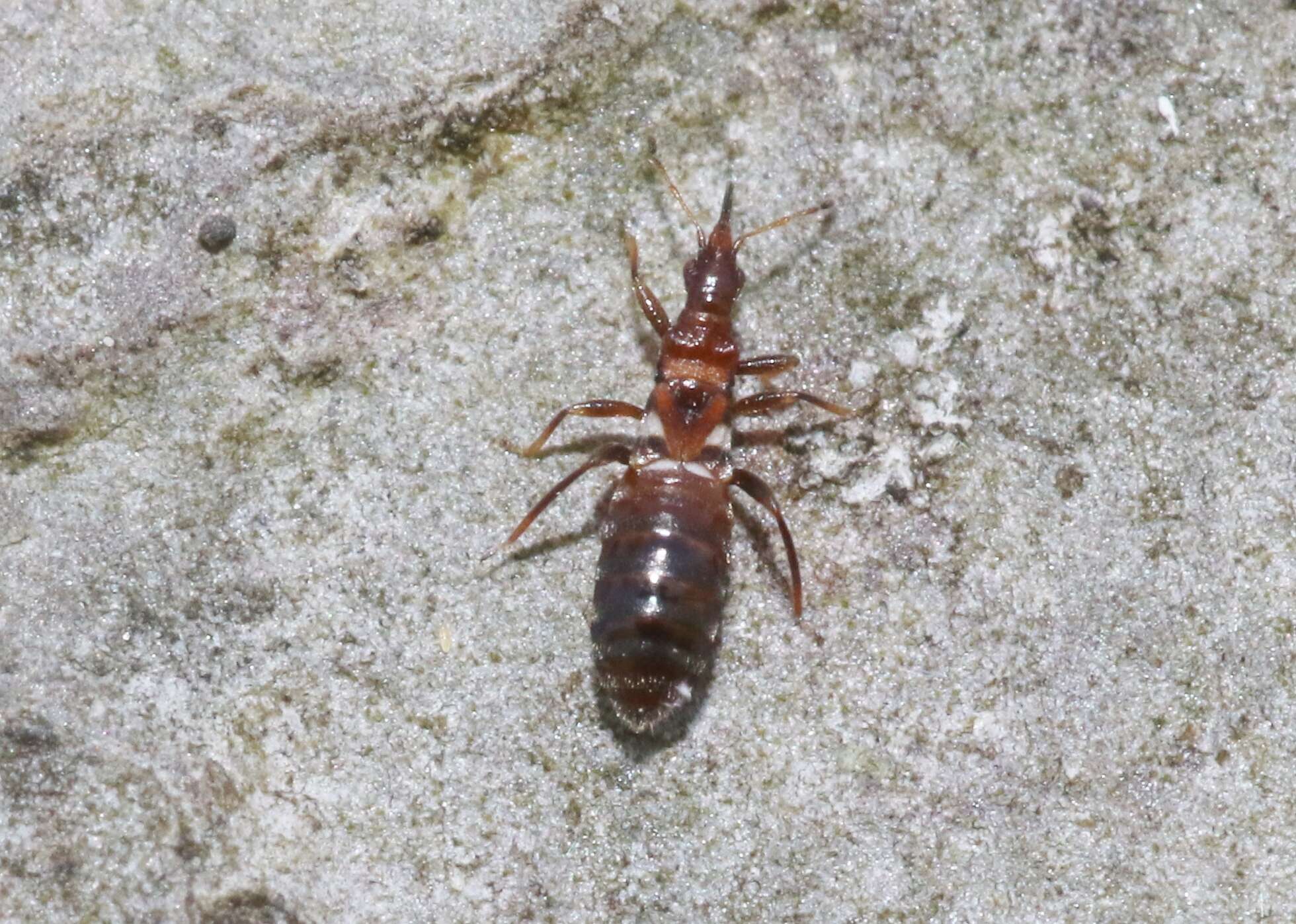 Image of Coccivora californica McAtee & Malloch 1925