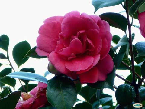 Image of camellia