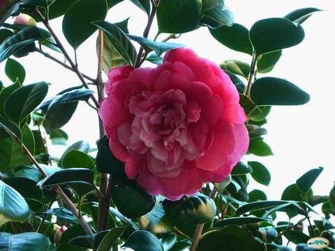 Image of camellia