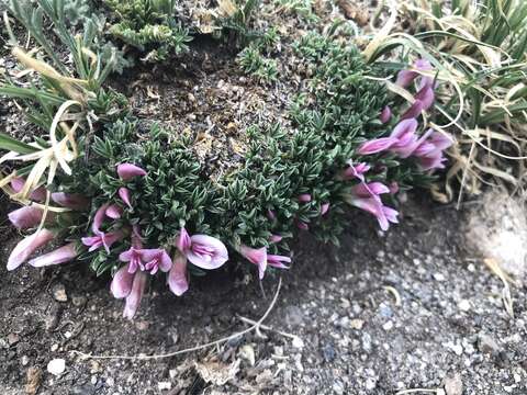 Image of dwarf clover