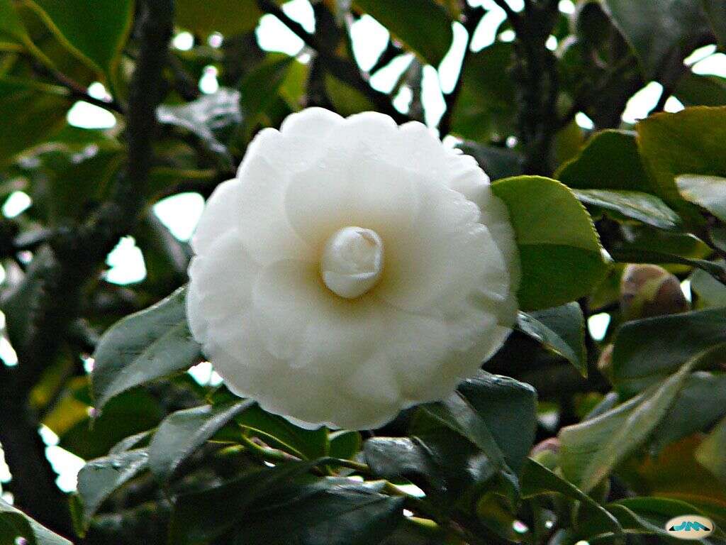 Image of camellia