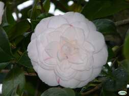 Image of camellia