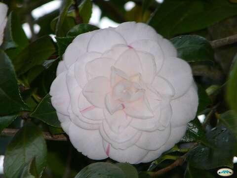 Image of camellia