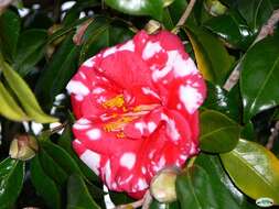 Image of camellia