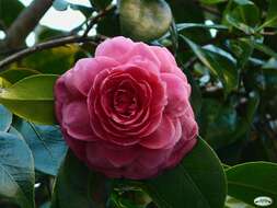 Image of camellia