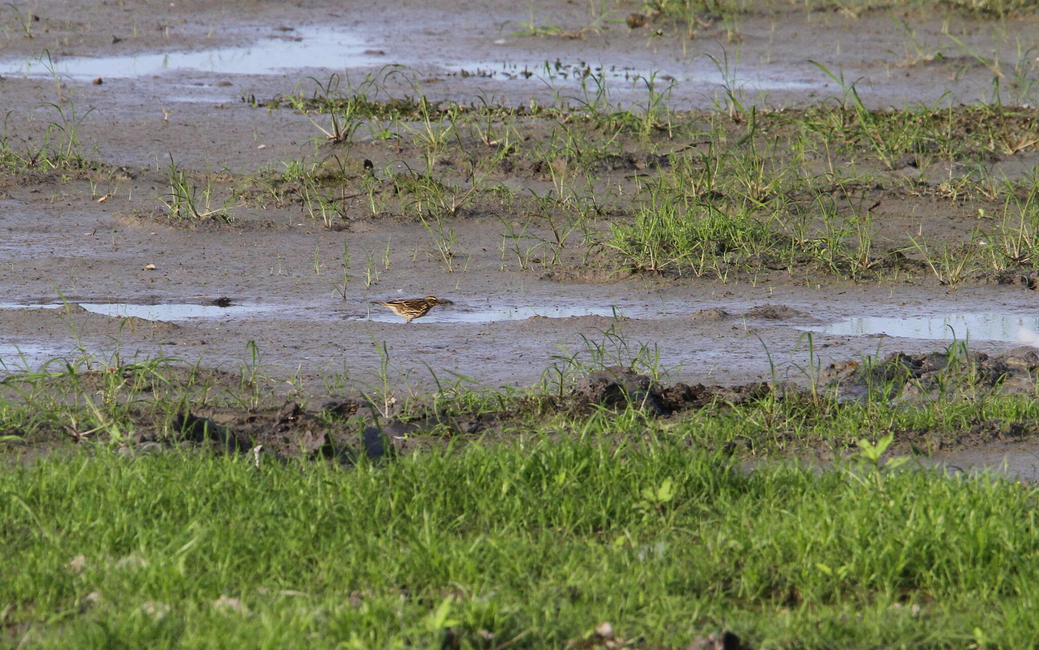 Image of Rosy Pipit