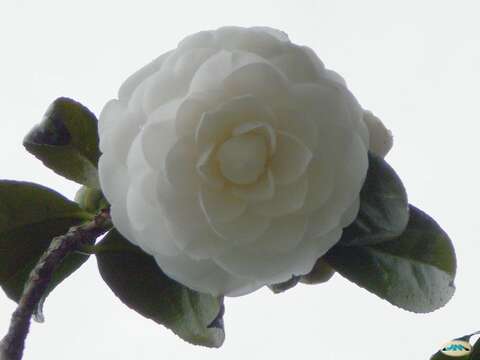 Image of camellia