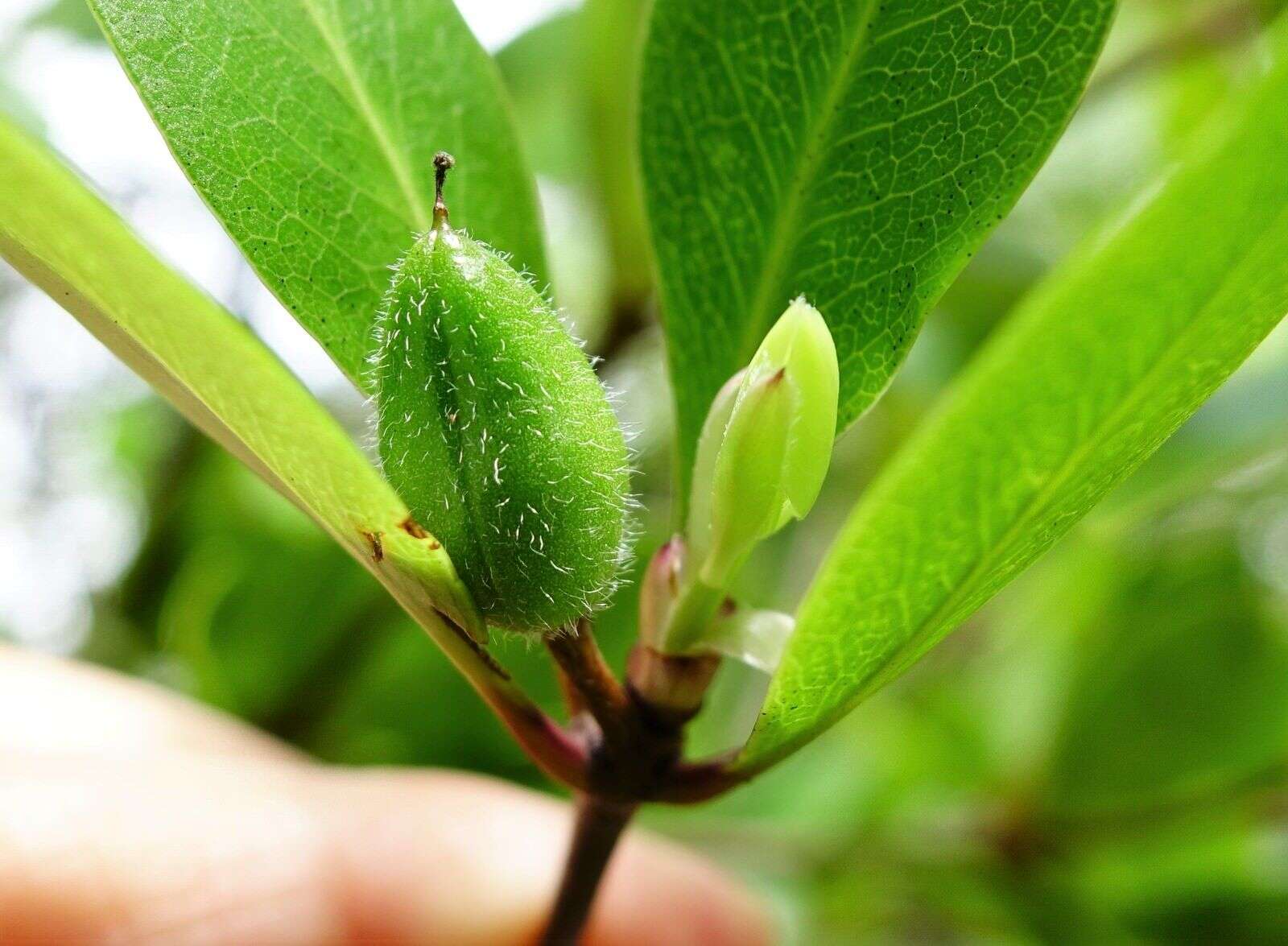 Sivun Pittosporum cornifolium A. Cunn. kuva