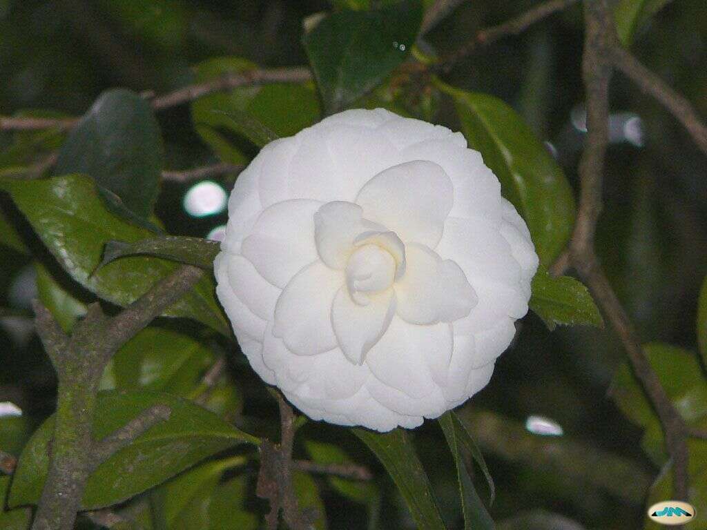 Image of camellia