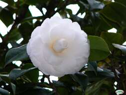 Image of camellia