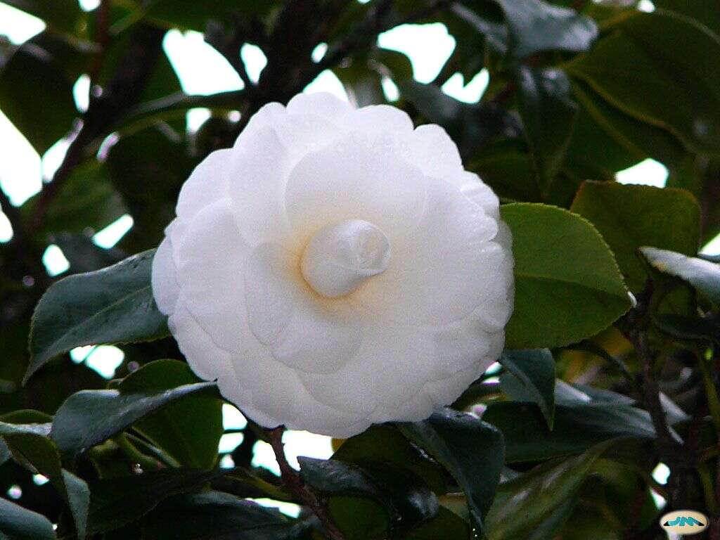 Image of camellia