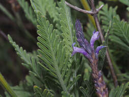 Imagem de Lavandula minutolii Bolle