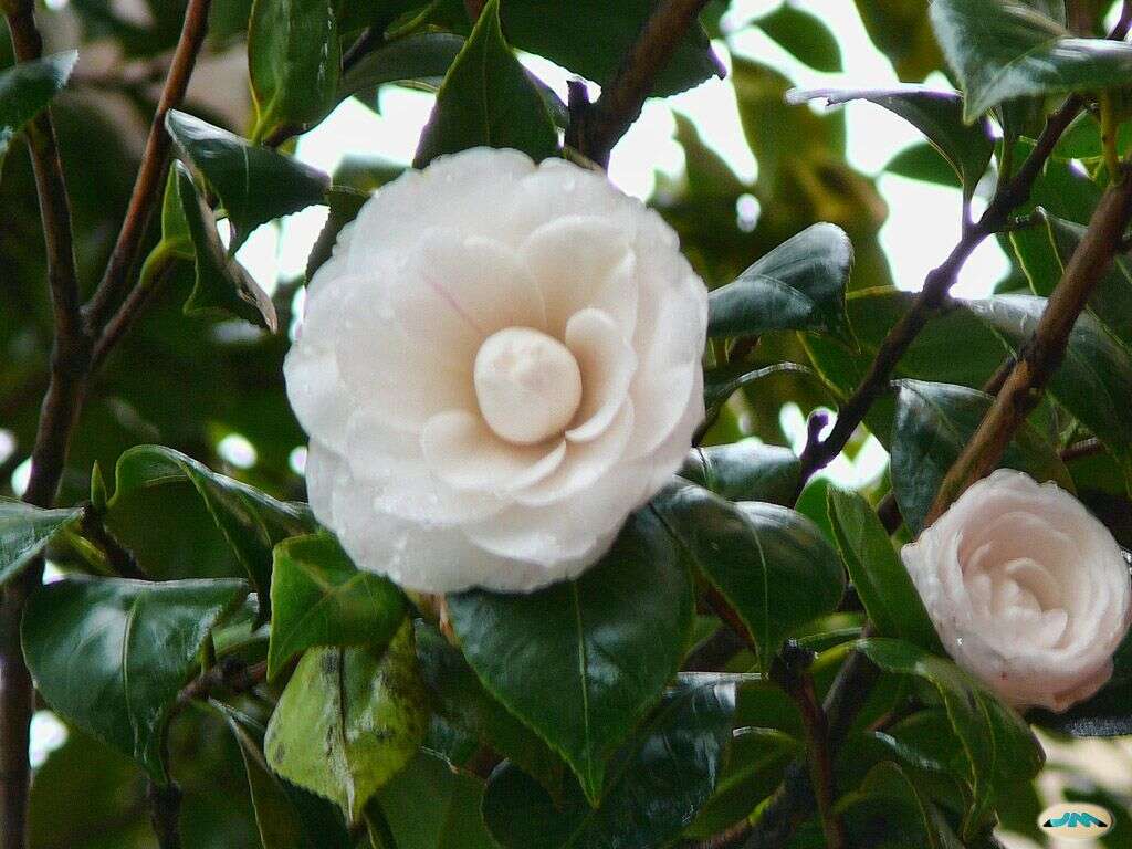 Image of camellia