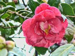 Image of camellia