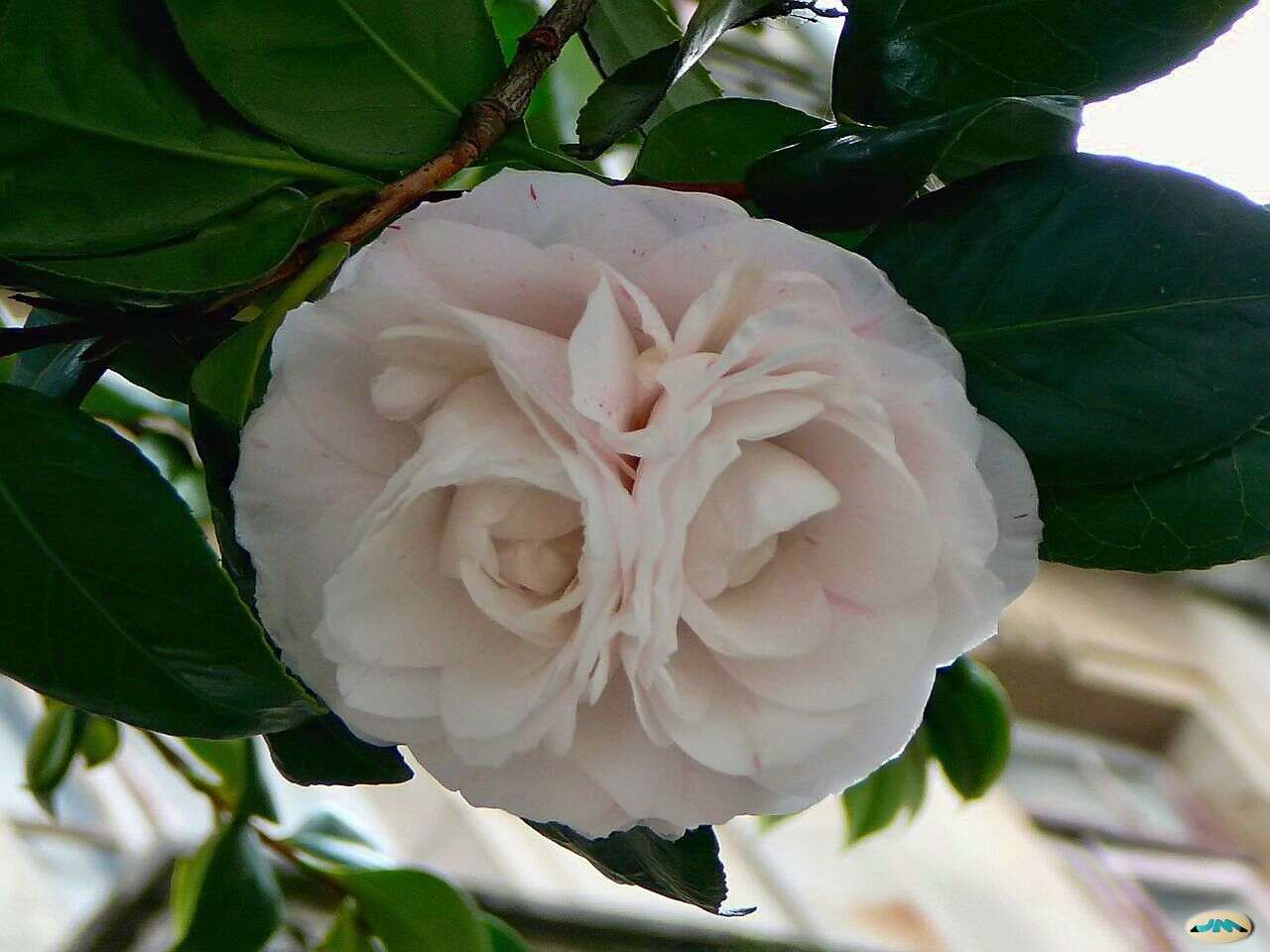 Image of camellia