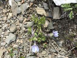 Imagem de Anemone lithophila Rydb.