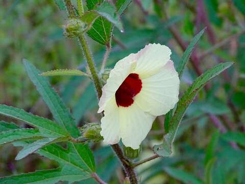 Sivun Hibiscus altissimus Hornby kuva