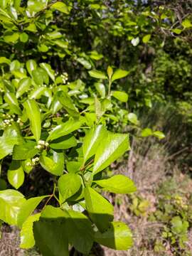 Image of Cockspur Hawthorn