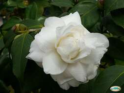 Image of camellia