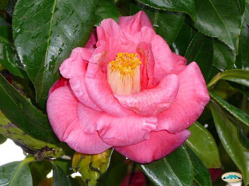 Image of camellia