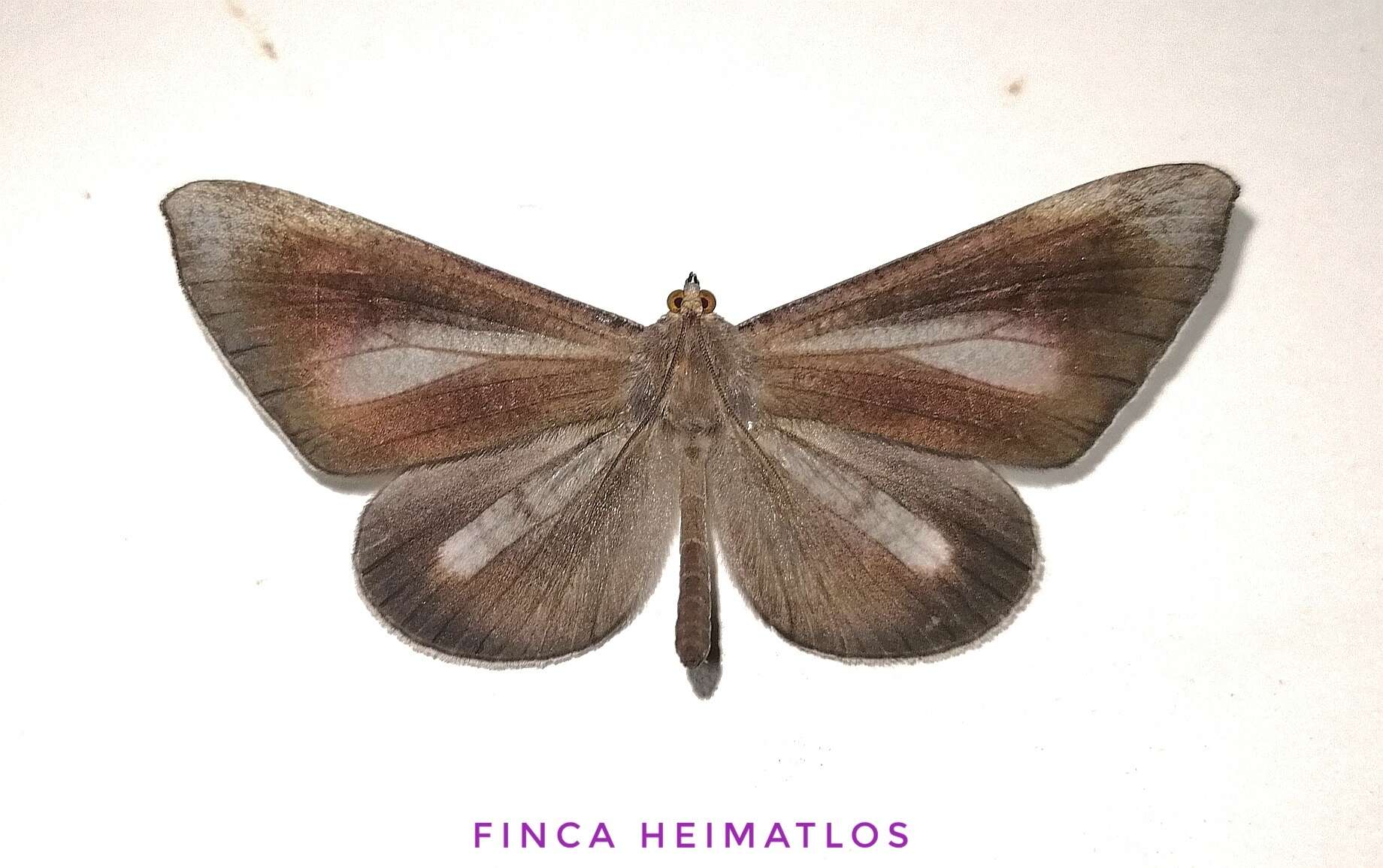 Image of Macrosoma lucivittata Walker 1863