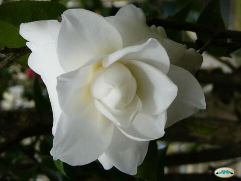 Image of camellia