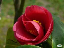 Image of camellia