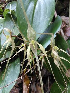 Imagem de Pleurothallis phalangifera (C. Presl) Rchb. fil.