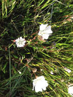 Imagem de Sidalcea calycosa M. Jones