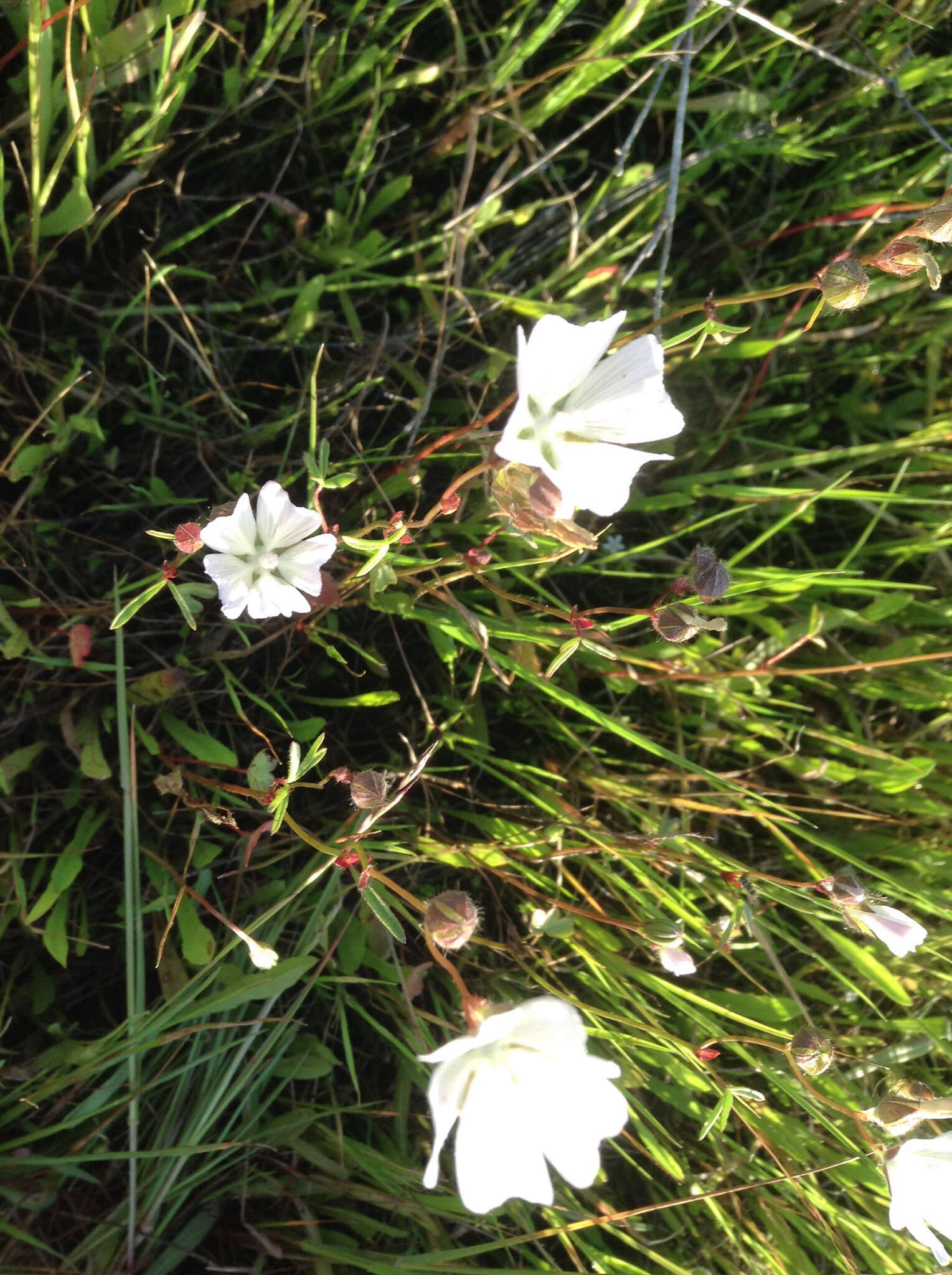 Image of annual checkerbloom